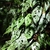 Climber with bright green, fenestrate leaves.