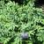Sanguisorba canadensis