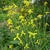 A grassy plant with many flower stalks bearing yellow flowers.
