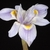 A blue 3-parted iris-like flower with dark yellow eye spots.