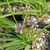 A grassy plant with many flower stalks bearing bluish flowers.