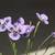 blue flowers with dark blue & yellow eye spots