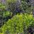 Myrica cerifera