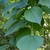 Leaves - June - Halifax Co., NC