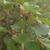 Morus rubra 'Illinois Everbearing'