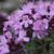 Thymus praecox