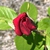 Opening bud