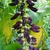 A dangling raceme of dark purple pea flowers
