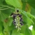 A dangling raceme of dark purple pea flowers