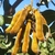 A cluster of densely hairy bean pods.