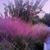 Muhlenbergia capillaris
