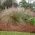 growth habit