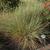 Muhlenbergia lindheimeri