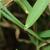 Leaf attachment and stem
