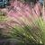Form in bloom