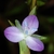 Flower detail