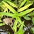 Opposite leaves