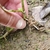 Rooting from the nodes