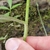 Stem