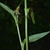 Stem and leaf