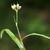 Murdannia nudiflora stem
