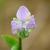 Murdannia nudiflora flower