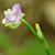 Murdannia nudiflora flower