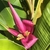 Flower stalk with yellow flowers surrounded by pink bracts.