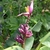 Erect fruit stalk with pink, smooth banana fruits.