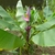 short, banana-like plant with erect, terminal pink inflorescence