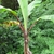 Large banana plant with red petioles