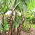 Large banana plant.