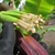 Hand holding several flowers with prominent stigmas