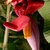 Overlapping red bracts gaping to reveal slender flowers