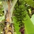 "hands" of green bananas on a central stalk.