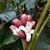 Fruit open