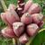 Fruits