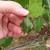 Muscadine