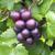 Muscadine