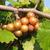 Muscadine