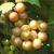 Muscadine