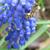 Muscari atlanticum