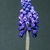 Blue-purple flowers appear in a dense raceme.