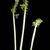Immature green capsule fruits.
