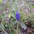 Plant in bloom