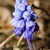 small bulb plant with broad leaves & clusters of blue flowers.