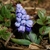 small bulb plant with broad leaves & clusters of blue flowers.