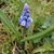 small bulb plant with broad leaves & clusters of blue flowers.