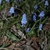 small bulb plant with broad leaves & clusters of blue flowers.