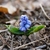 small bulb plant with broad leaves & clusters of blue flowers.